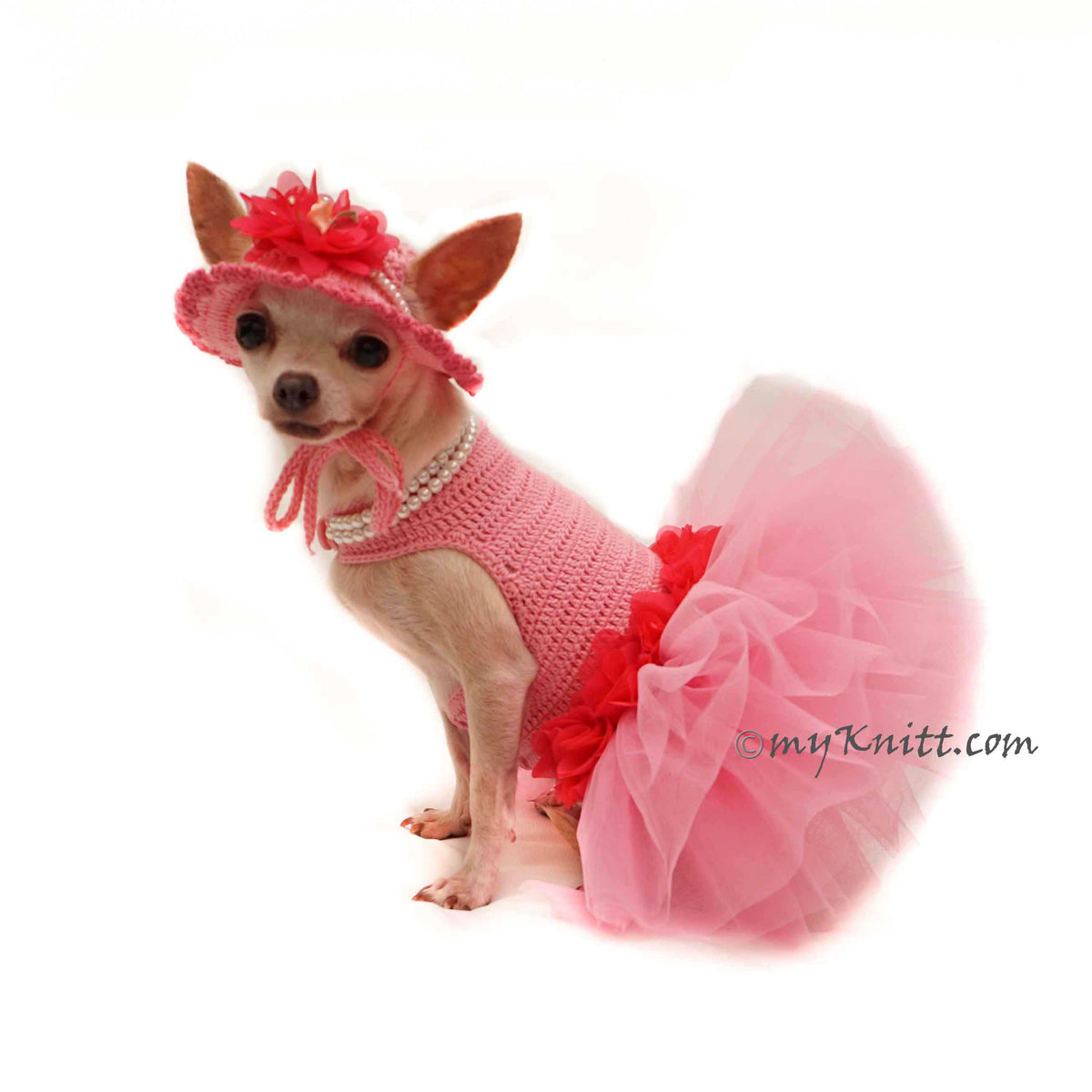 chihuahua in pink dress Adorable Chihuahua Puppy in a Cute Pink Dress