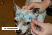 Marie Antoinette Wig Costume, Pig Tail Dog Wig Crochet, Custom Dog Hat Crochet DW1