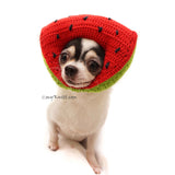 Funny Chihuahua Picture with Watermelon Amigurumi Dog Hat by Myknitt