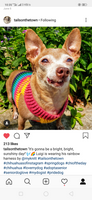 Cute Dog Harness Rainbow Colorful Cotton Choke Free Crochet DH5